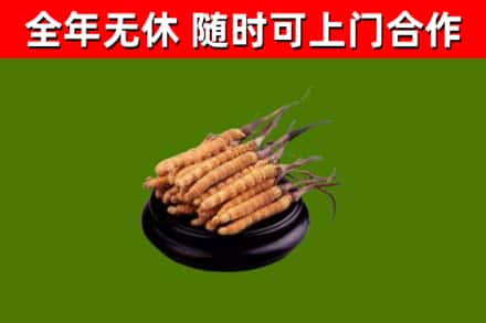钟祥市回收冬虫夏草