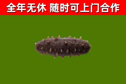 钟祥市回收海参干